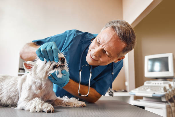 Best Emergency Dental Surgery in South Ack, NY